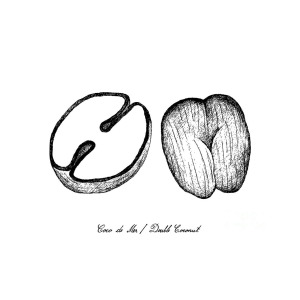 300x300 Hand Drawn Of Coco De Mer Or Double Coconut Fruits Drawing