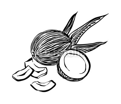 400x342 Hand Drawn Coconut Outline Vector Coco Black Ink Drawing Isolated