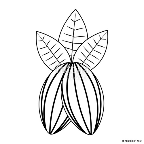 500x500 Cocoa Beans Leaves Fruit Image Vector Illustration Black And White