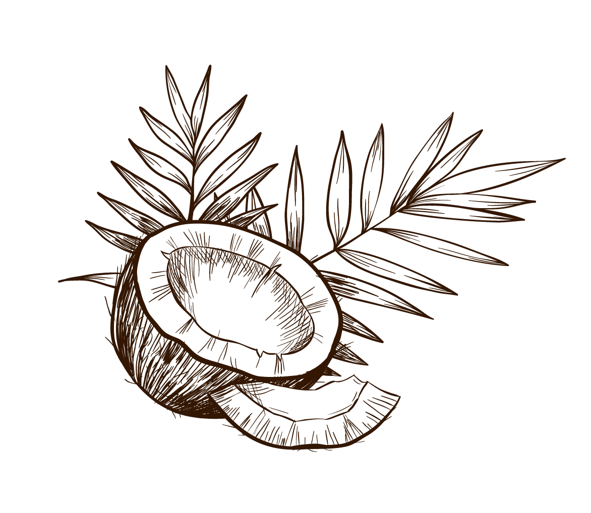 1172x1018 Collection Of Free Coconut Drawing Clip Art Download On Ui Ex