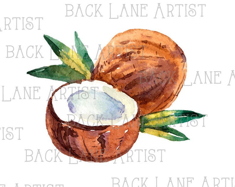 794x630 Fruits Coconut Watercolor Drawing Clipart Lineart Illustration Etsy