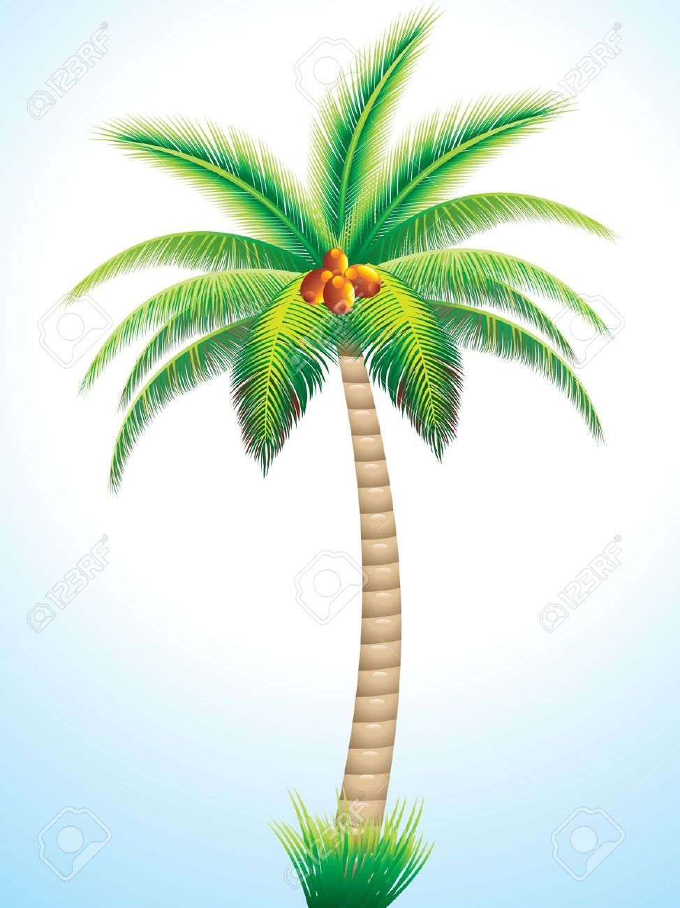 974x1300 Coconut Tree Drawing Clip Art