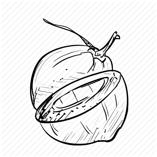 512x512 coconuts vector hand drawn transparent png clipart free download