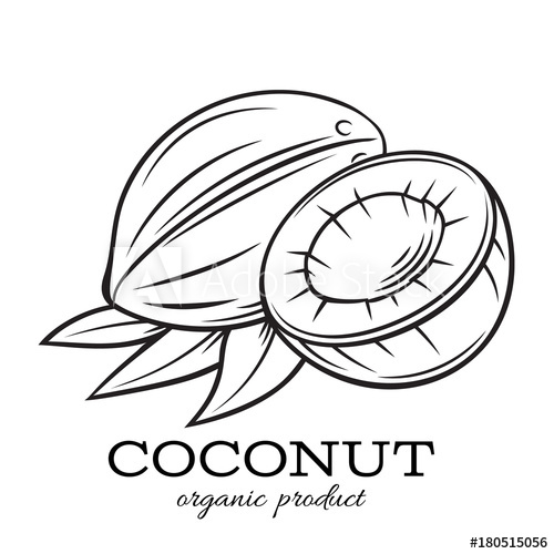 500x500 Hand Drawn Coconut Icon