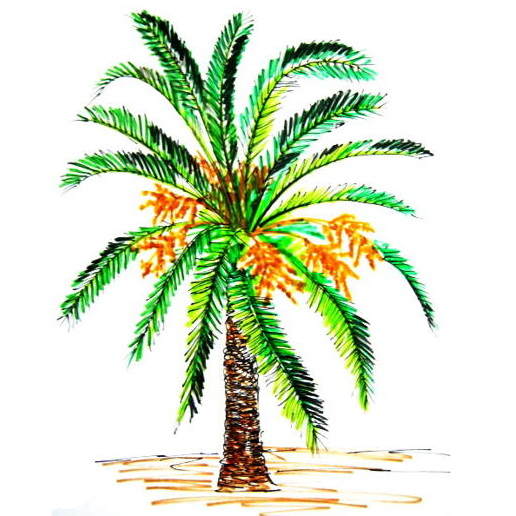516x516 How To Draw A Coconut Palm Tree