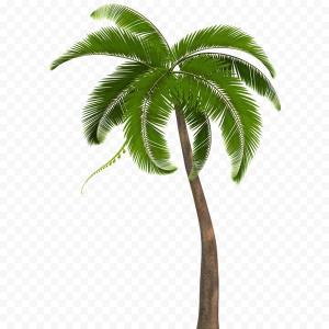 300x300 Png Coconut Drawing Arecaceae Tree Silhouette Palm Tre Soidergi