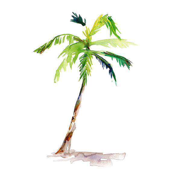 564x607 Stem Drawing Palm Tree, Picture