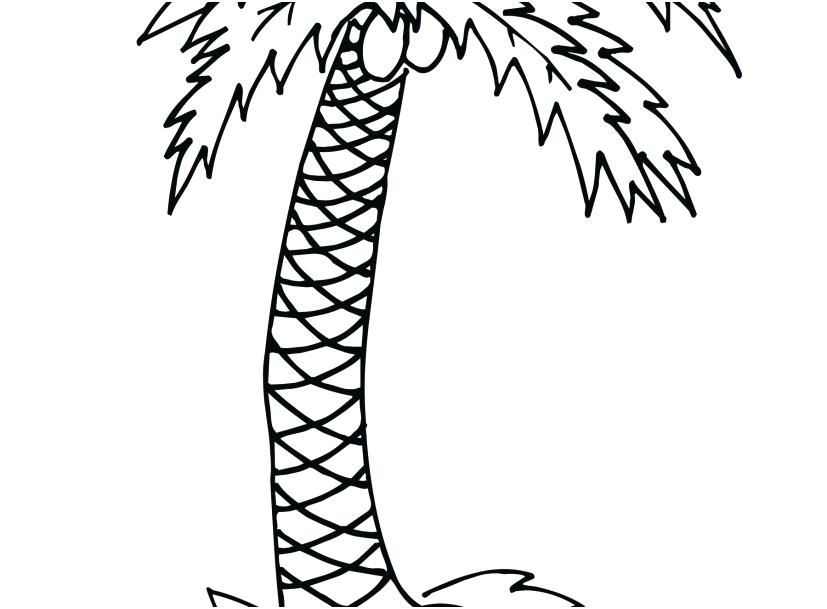 827x609 Coconut Palm Tree Coloring