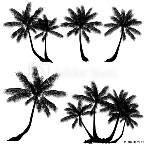 500x499 Coconut Palm Tree