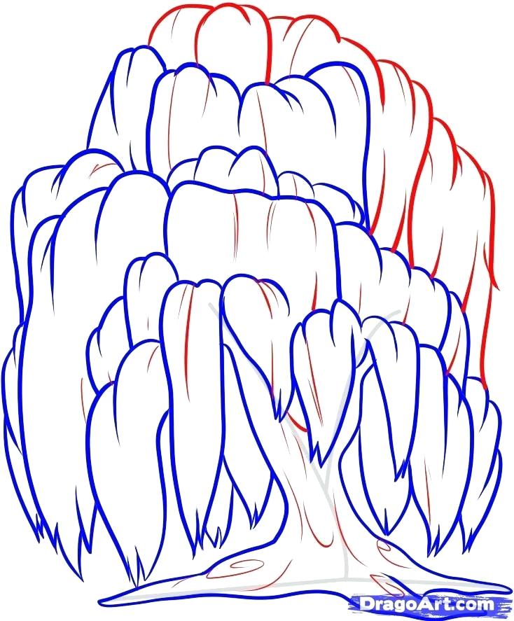 734x887 How To Draw A Tree Step