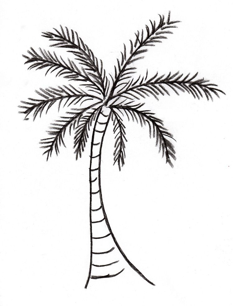 749x984 Latest Tribal Coconut Palm Tree Drawingheather Schaefer