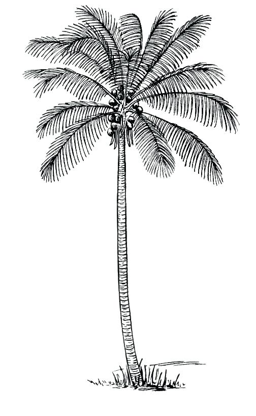 504x818 Palm Trees Drawings How To Draw A Coconut Tree In Easy Steps Palm