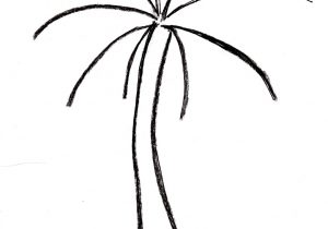 300x210 Drawing Of A Palm Tree Coconut Palm Tree Drawing At Getdrawings