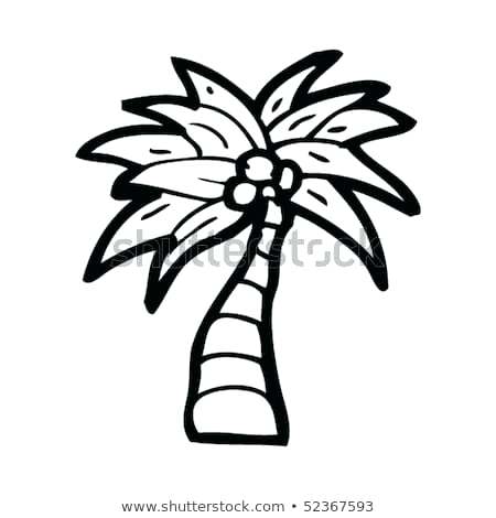 450x470 drawing of coconut quirky drawing of coconut palm tree drawing