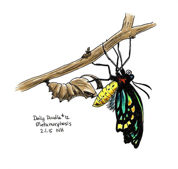 728x692 Metamorphosis Art Butterfly Drawing, Drawings, Doodle Art