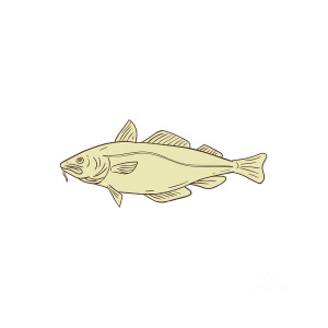 300x300 atlantic cod fish drawing digital art