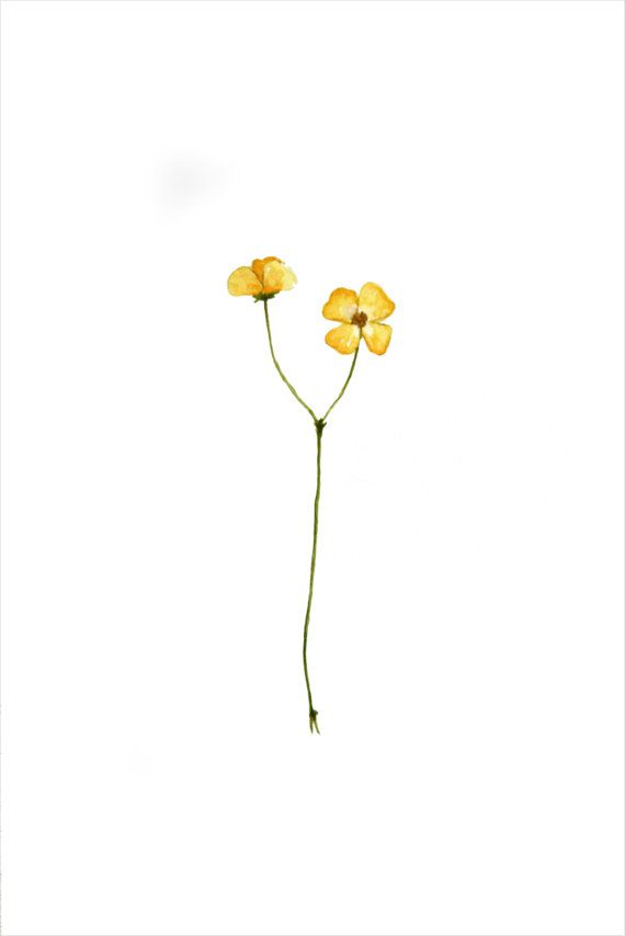 570x854 cape cod collegiate drawings illustrations yellow flower