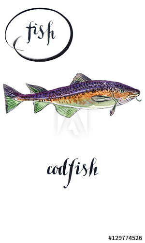 300x500 Fresh Sea Fish Codfish