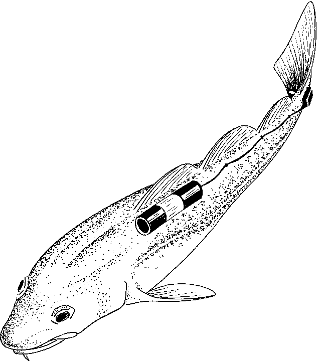 632x720 the relationship between caudal differential pressure and activity