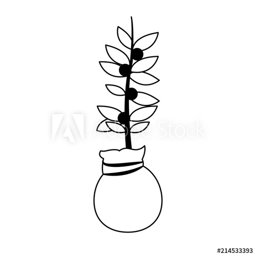 500x500 Coffee Plant Harvest Vector Illustration Graphic Design