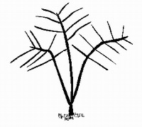 200x179 from crop to cup coffee plant botany