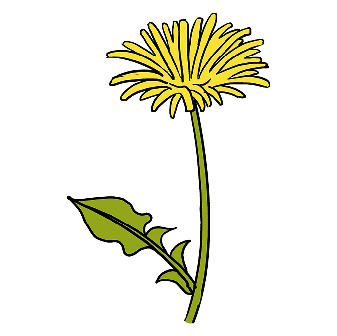 680x678 How To Draw A Dandelion