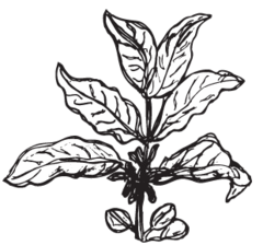 240x224 Roosroast Coffee Faqs