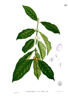 220x308 Coffea Arabica