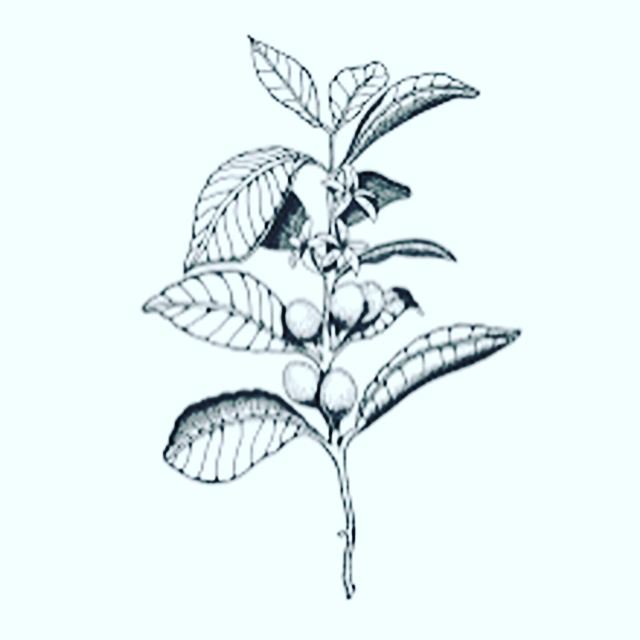 640x640 coffeaarabica hashtag on twitter