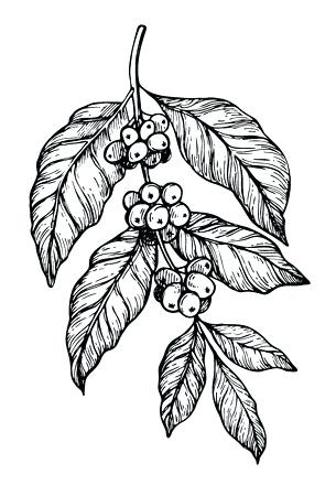 305x450 Coffee Plant Illustration Legionfront