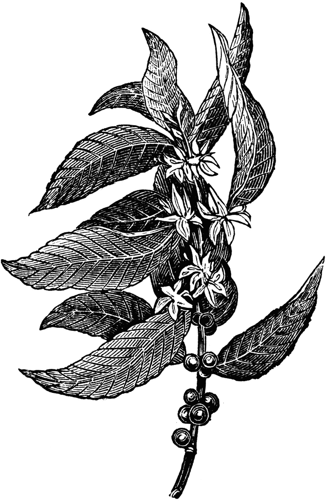 666x1024 Coffee Clipart Etc