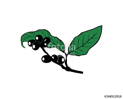 500x400 Coffee Beans On The Tree With Leaf Hand Drawing Logo Vector