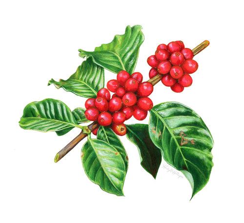 500x457 Coffee Cherries Watercolor And Colored Pencil Illustration