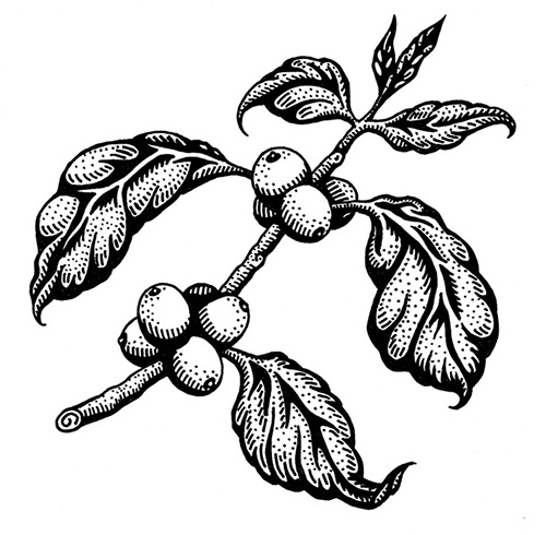 500x490 Coffee Plant Illustration Tam Connor