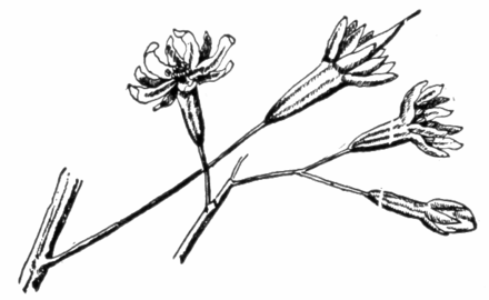 440x270 Kentucky Coffeetree