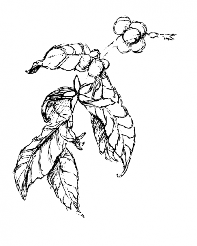 400x500 Wholesale Coffee, Supplies, Smallware Cool Beans Coffee Supply