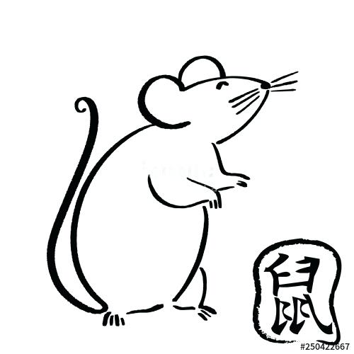 500x500 Drawing Of Rat How To Draw A Rat Step Drawing Rate Meaning