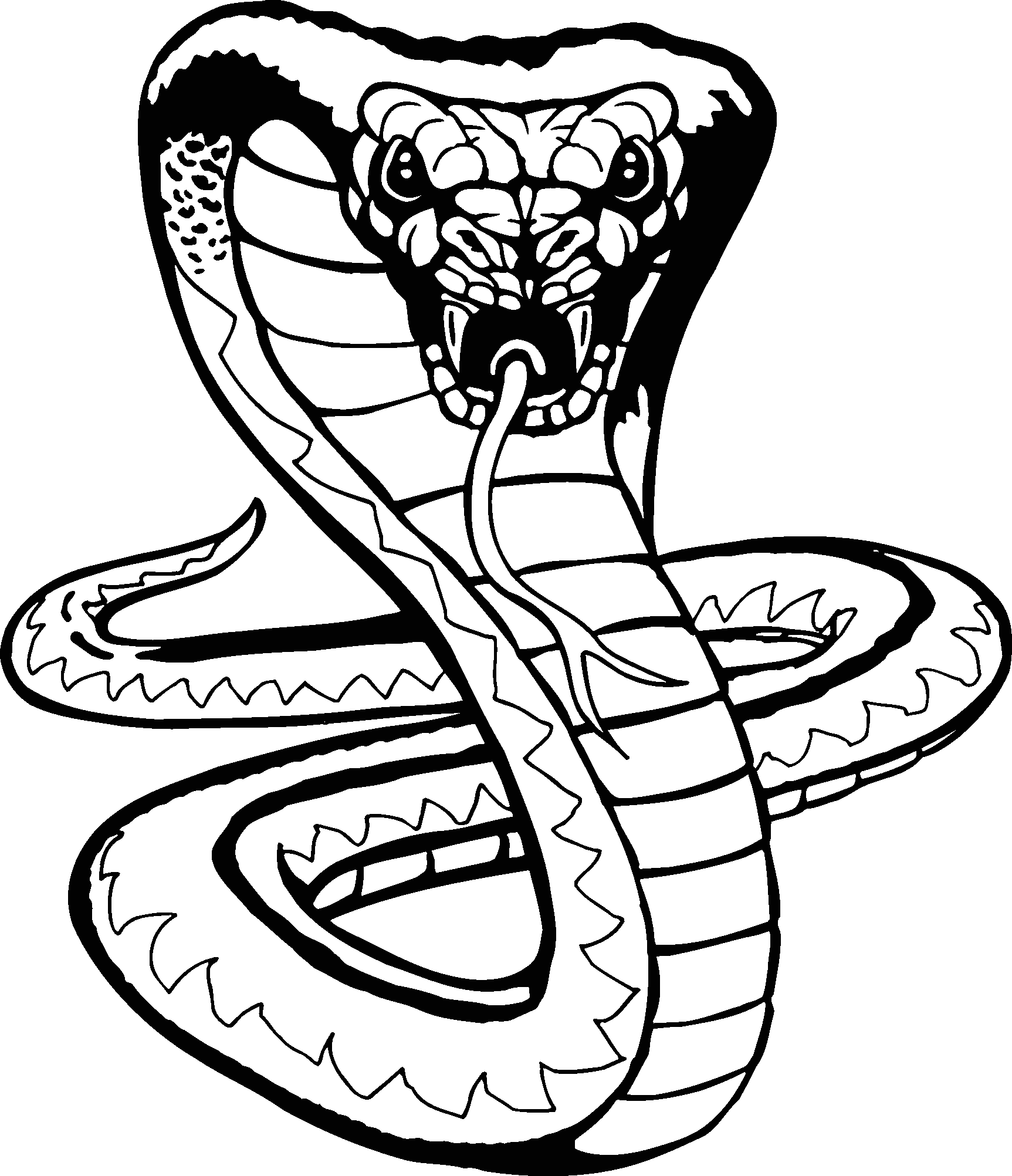 1725x2004 coiled rattlesnake drawing