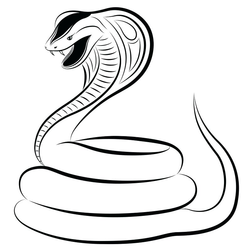 800x800 Snake Drawings How To Draw Snake Step Snake Drawings In Pencil
