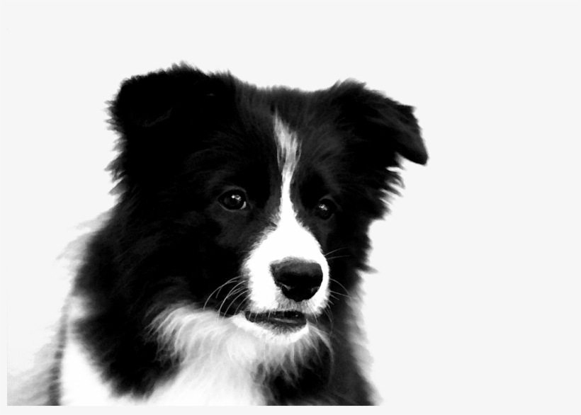 820x586 Border Collie Puppies Drawing