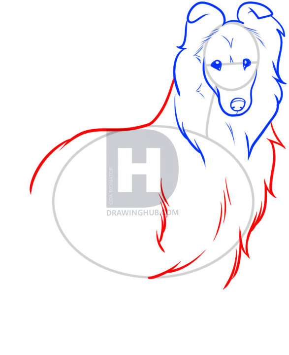 587x720 How To Draw A Collie, Step