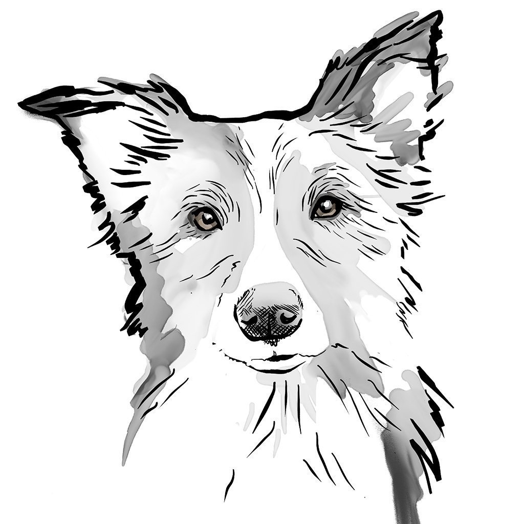 1024x1024 Personalised Border Collie Print Scribble Print Studio