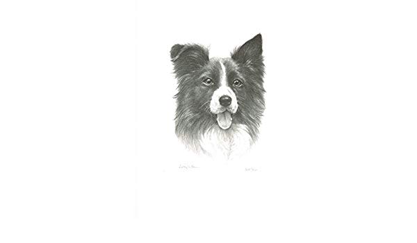 600x350 sandra leighton limited edition border collie pencil drawing