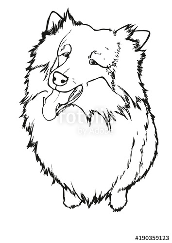354x500 Black And White Lineart Of Rough Collie, Cartoon Stock Photo