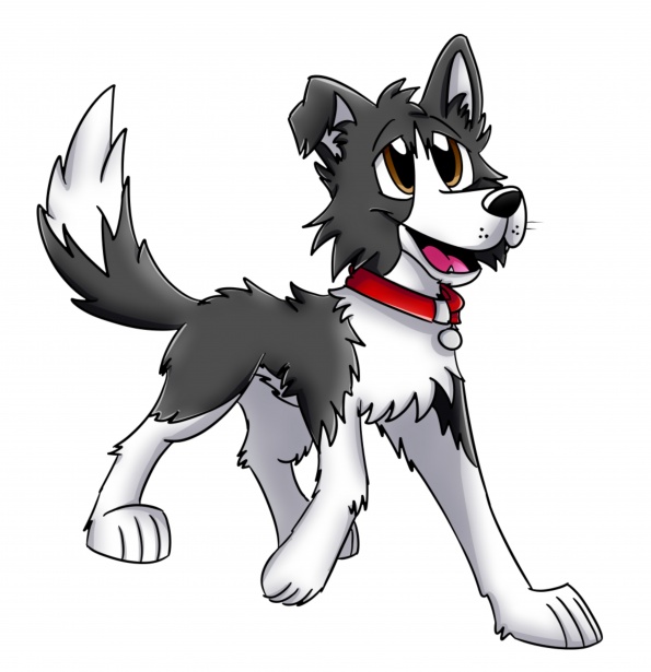 595x615 Border Collie Free Stock Photo