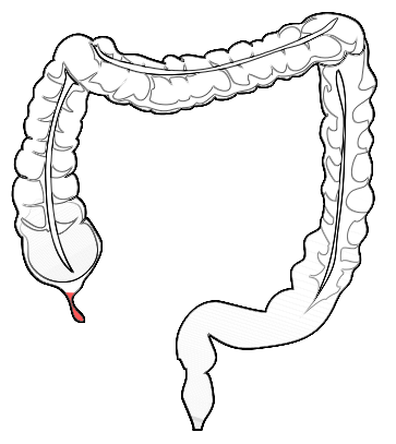 363x407 fileanatomy human appendix in colon