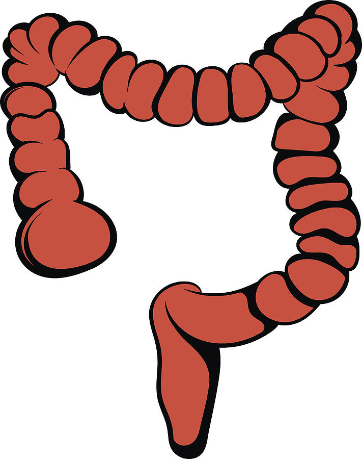 711x900 human colon icon, icon cartoon