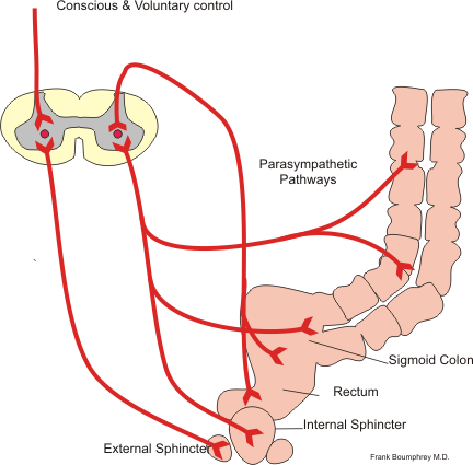 432x425 the large intestine boundless anatomy and physiology