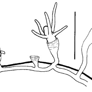 320x320 collection of free hydrothecae clipart colony download on ui ex