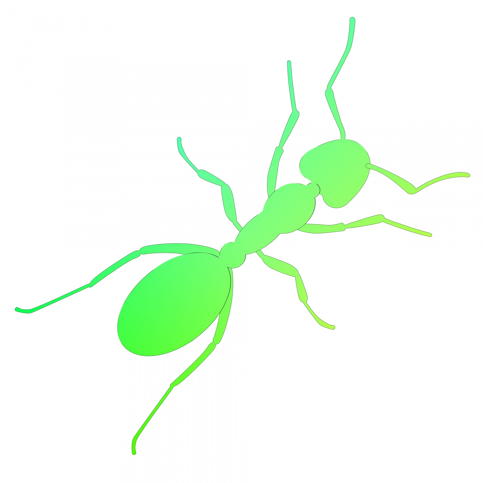 1920x1920 Drawing, Green, Ant, Insect, White